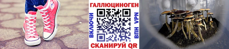 Купить где Афипский Псилоцибиновые грибы Magic Shrooms